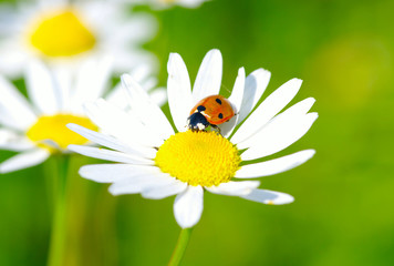 ladybug © Alekss