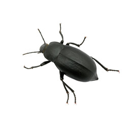 black beetle