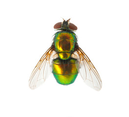 green fly