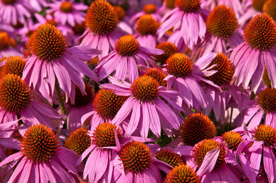 7847 Echinacea