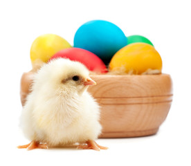 yellow chick with easter eggs. isolated