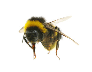 bumblebee