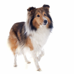 shetland dog