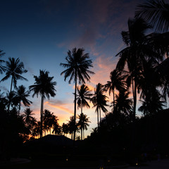 Palms at sunset at thailand resort