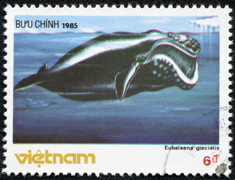 stamp printed in Vietnam shows North Atlantic right whale