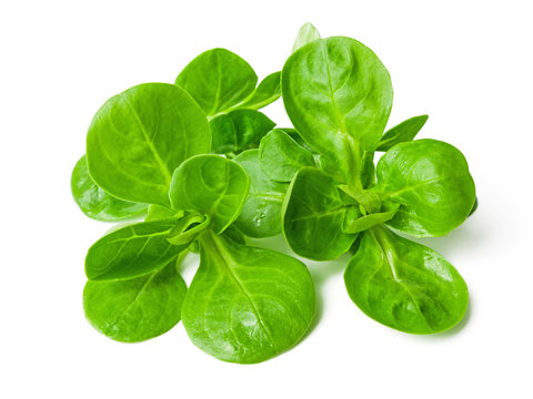 Feldsalat
