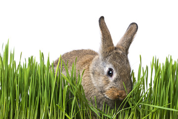 little rabbit in grass - white background