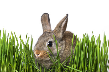 little brown rabbit in grass - white background