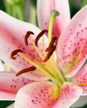 Oriental pink lily close up.