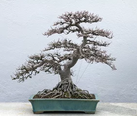 Papier Peint photo Lavable Bonsaï un bonsai