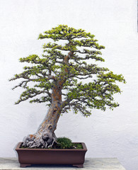 bonsai tree - 50063263