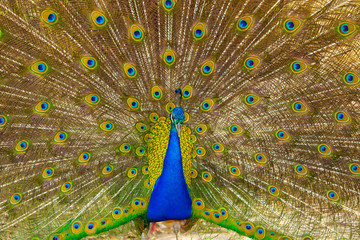 Naklejka premium The portrait of beautiful peacock with spread feathers out