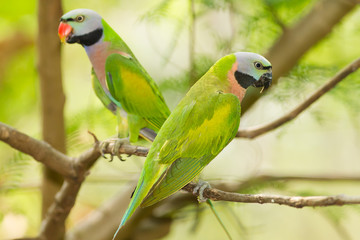 The portrait of a pair  Red-breasted parakeet in Thailand