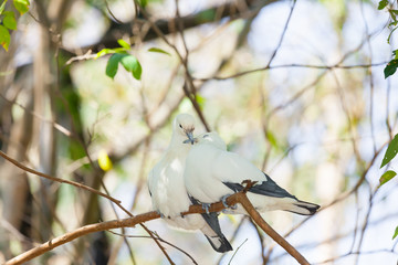Sweet Pied imperial pigeon bird sleep together on the tree