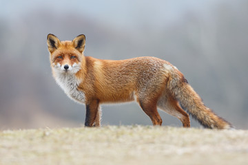 red fox