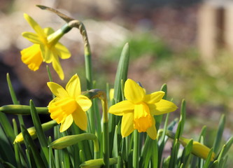 Fleurs de Jonquilles dans le jardin ensoleillé. Printemps et paques. Copy space.