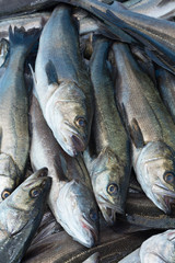 漁港に水揚げされたスズキ