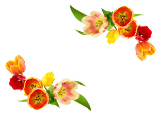 Rahmen oder Verzierung aus Tulpen