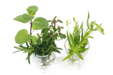 variety fresh herbs on white background