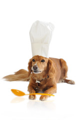 Cagnolina chef