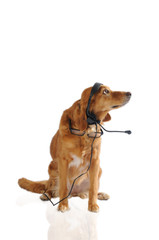 Cagnolina centralinista - figura intera