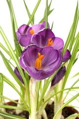 Beautiful purple crocuses in flowerpot, close up