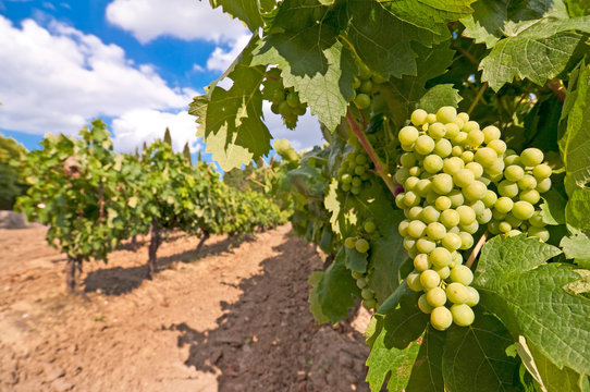 Gros plan sur grappe de raisin Chardonnay dans un vignoble, vigne et vin blanc, vendange et viticulture, France