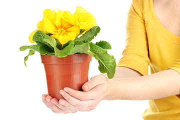 Beautiful yellow primula in flowerpot in hands, isolated