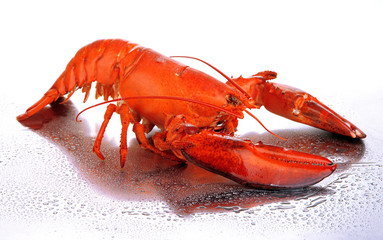 Red lobster isolated on white