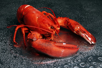 Red lobster on grey background