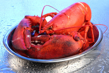 Red lobster on tray, on blue background