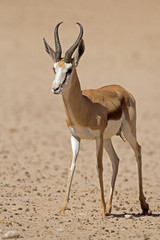 Close-up of springbok walking in desert; Antidorcas marsupialis
