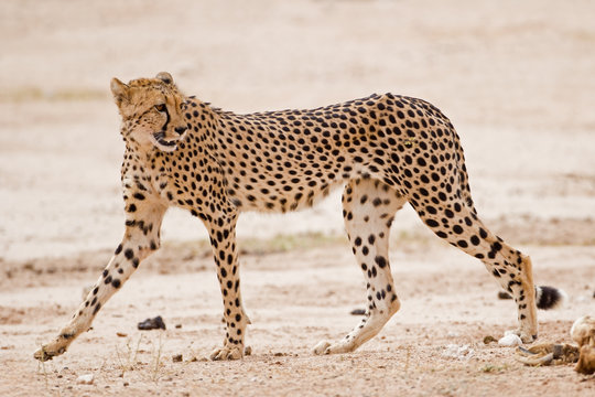 Cheetah walking in dry riverbed; Acinonyx jubatus.