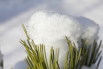 snow on pine as on grass - śnieg na sośnie jak na trawie