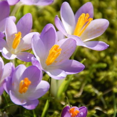 Fototapeta premium Grußkarte - Frühling - Krokusse im Sonnenlicht