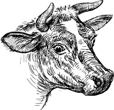 cow head