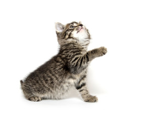 Cute tabby kitten