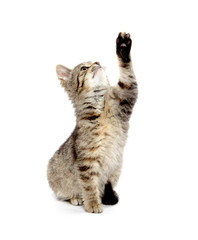 Fototapeta premium Cute tabby kitten