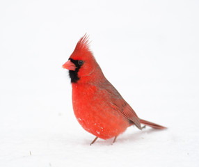 Northern cardinal in the snow