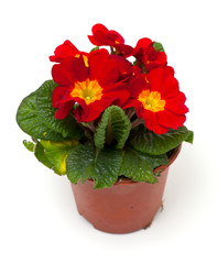 red prumula flower in a pot