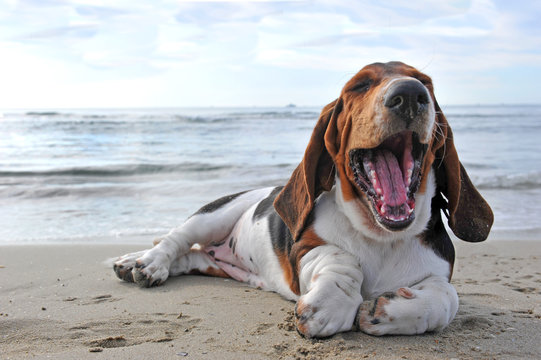 chiot basset hound a la plage