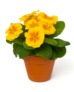 Fototapeta growing yellow primula flower