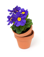 primula flowers in ceramic pots