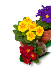 primula flowers,  ceramic pots and shovel