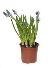blue flowers of grape hyacinth