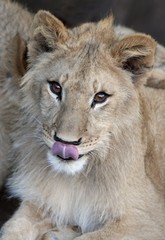 Obraz premium Lion Cub