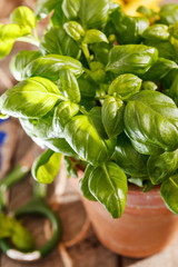 basil in the pot