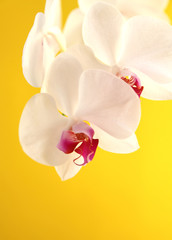 Weisse Orchidee 2