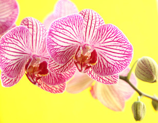 Orchidee  auf gelbem  Hintergrund
