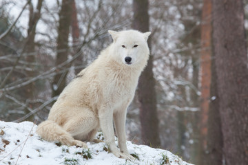 Fototapeta premium siedzący wilk polarny
